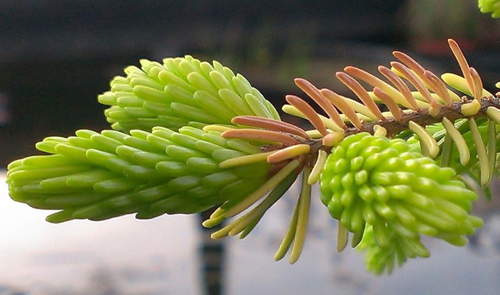 Picea orientalis 