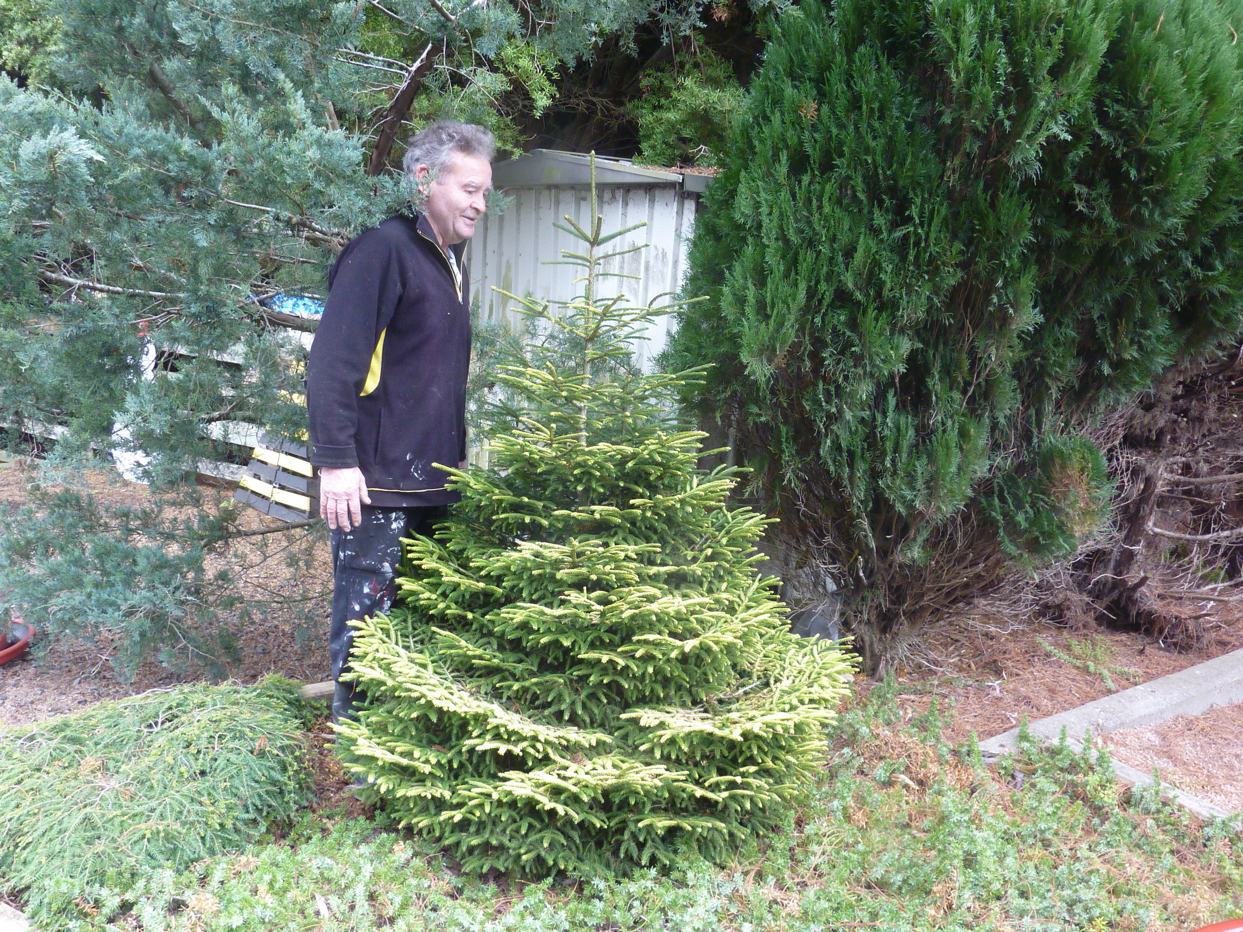 Picea orientalis 