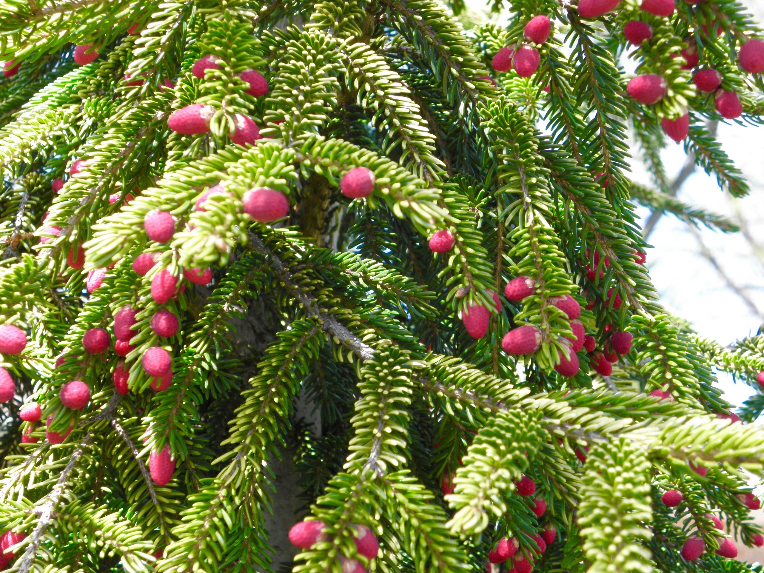 Picea orientalis 