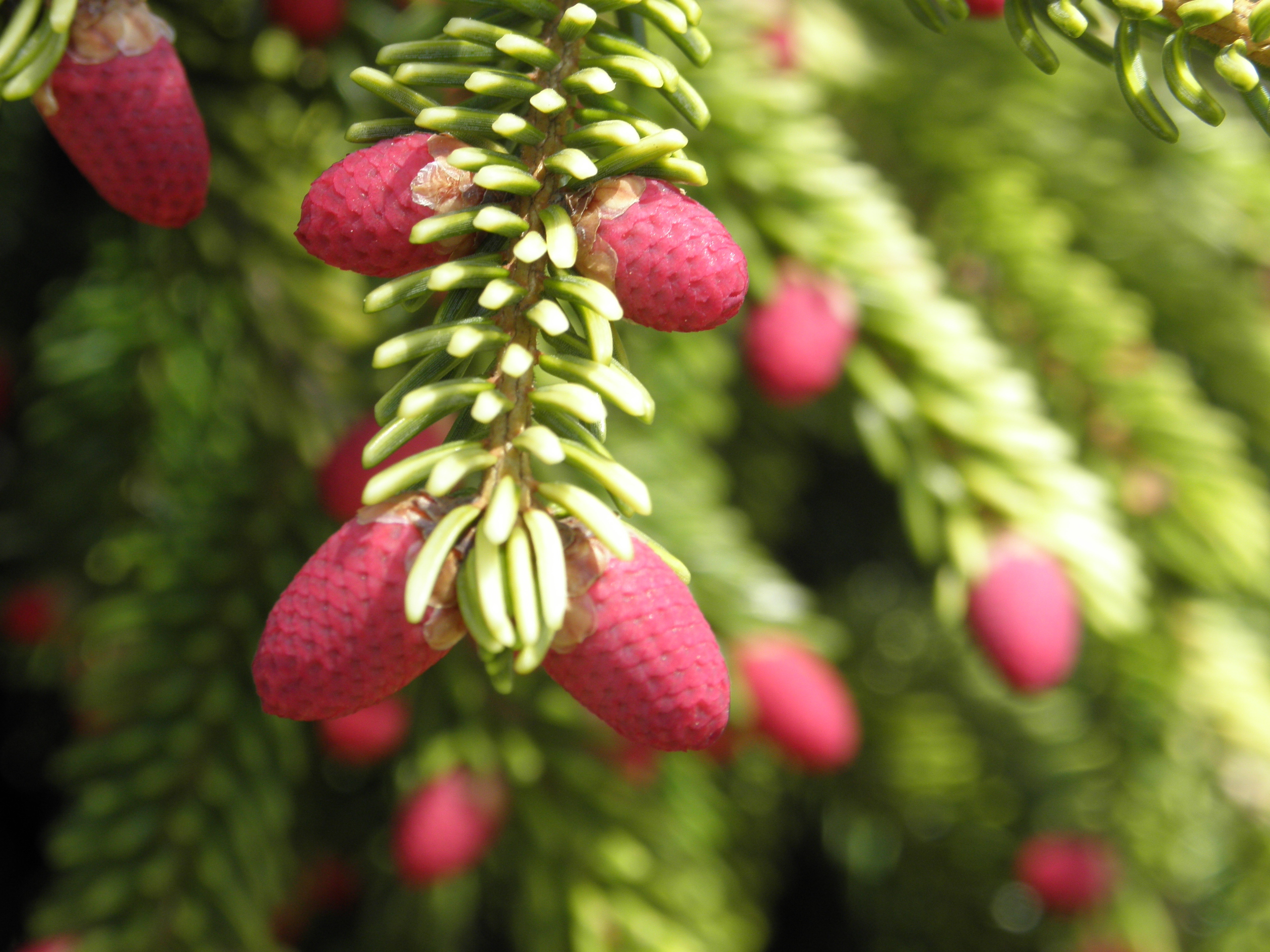 Picea orientalis 