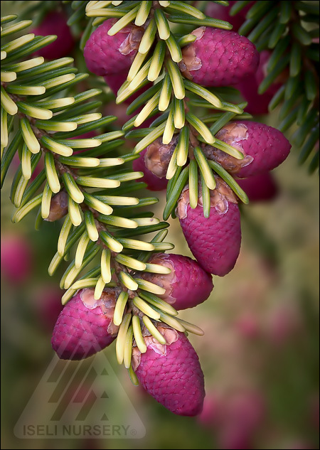 Picea orientalis 