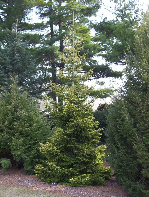 Picea orientalis 