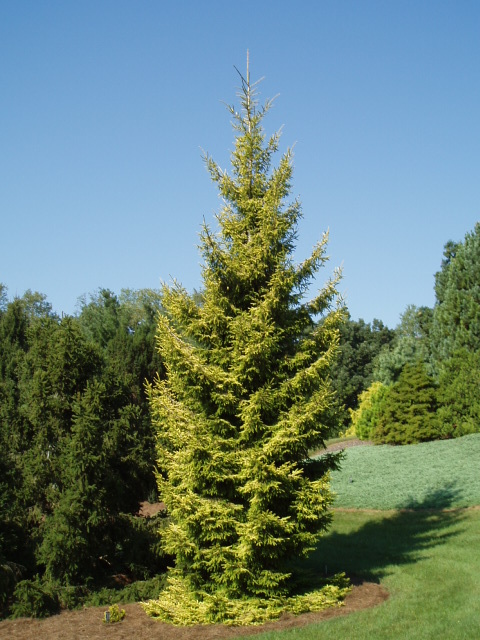 Picea orientalis 
