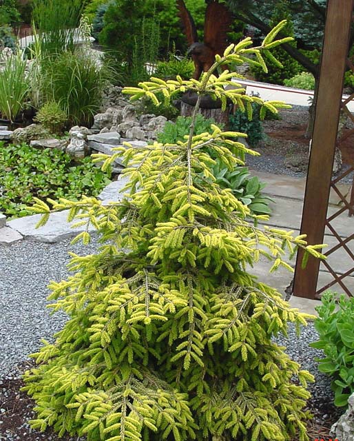Picea orientalis 