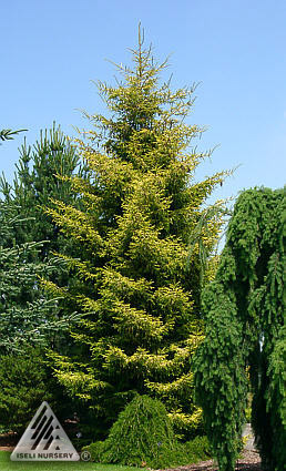 Picea orientalis 