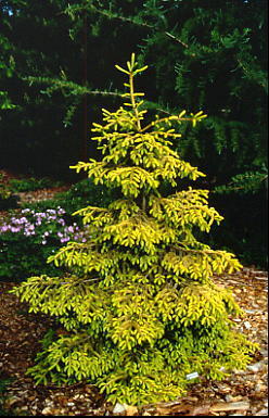 Picea orientalis 