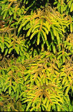 Picea orientalis 