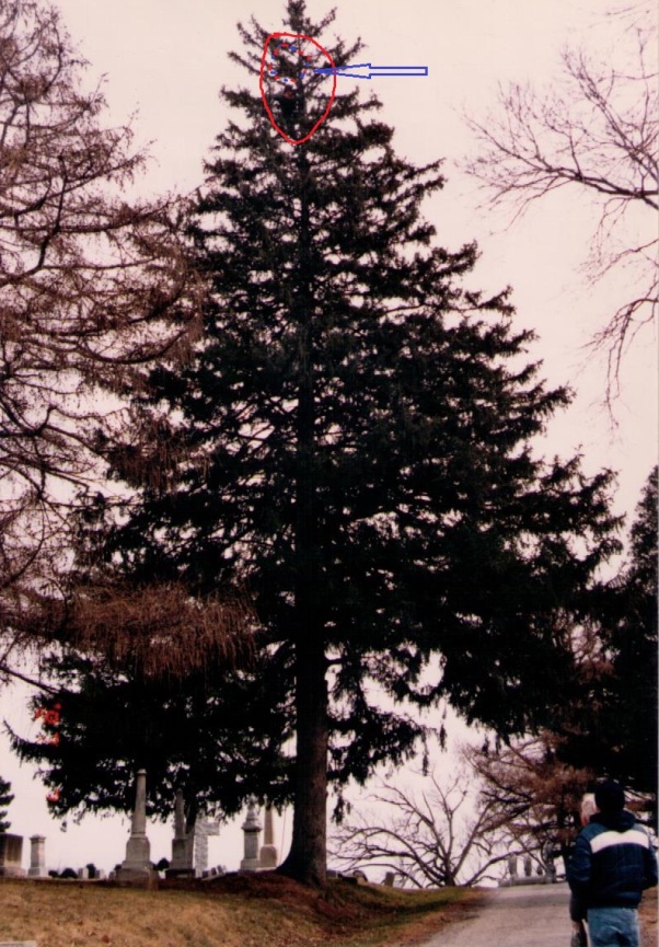 Picea abies 