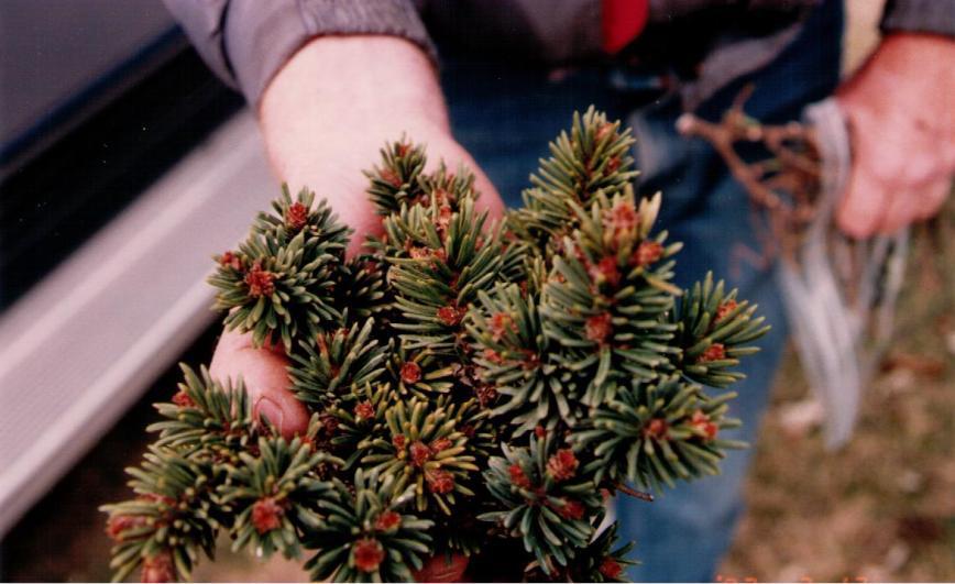 Picea abies 