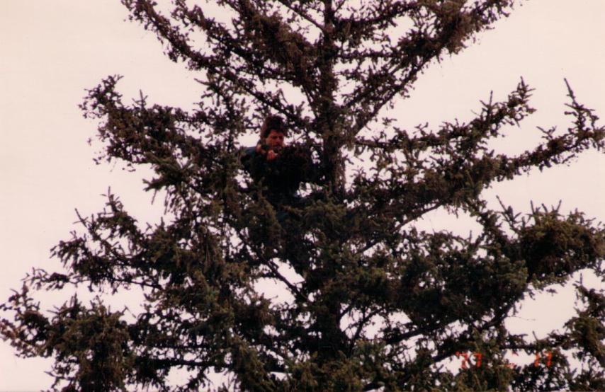 Picea abies 