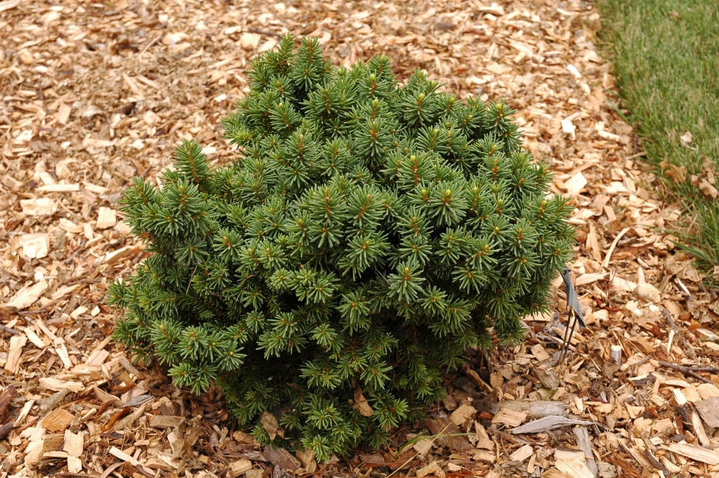Picea abies 