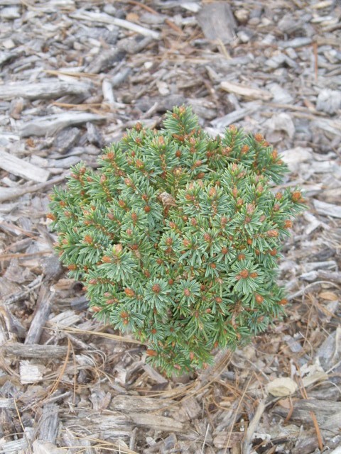 Picea abies 