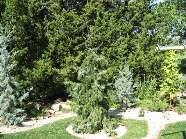 Picea omorika 