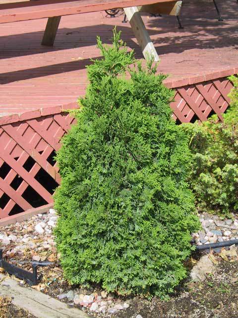 Thuja occidentalis 