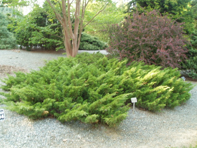 Juniperus sabina 