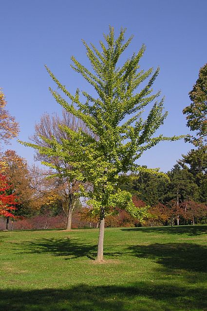 Ginkgo biloba 