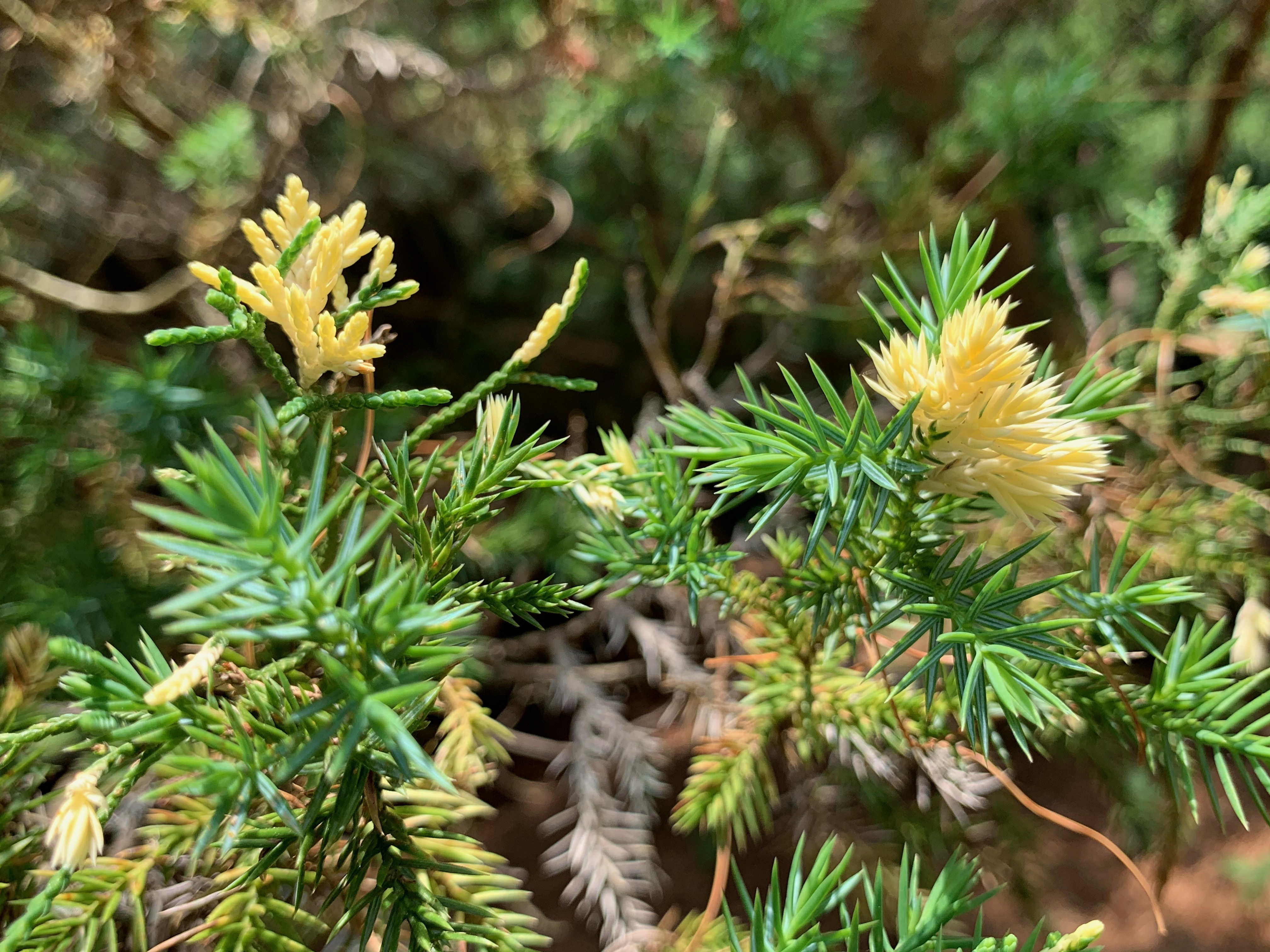 Thuja occidentalis 