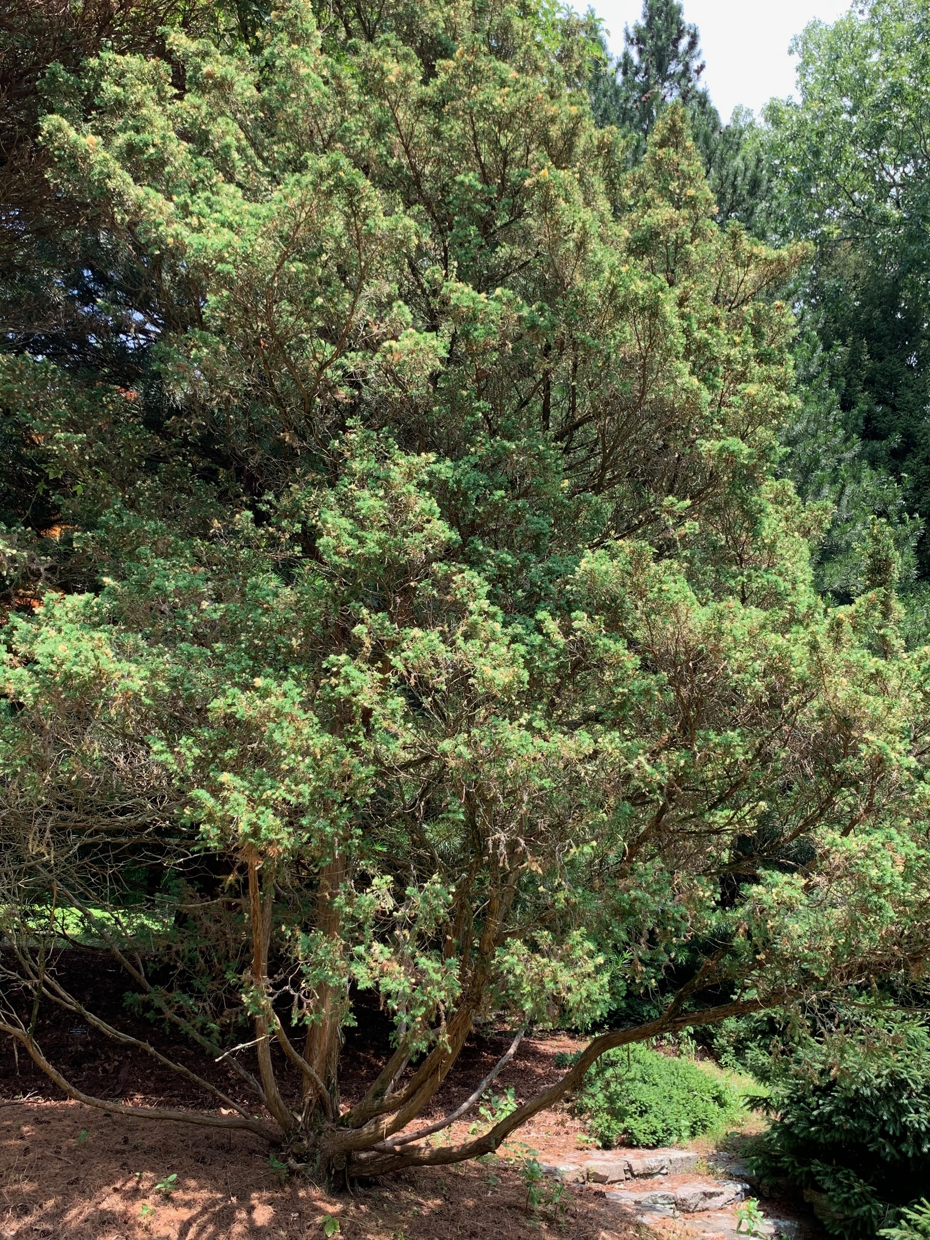 Thuja occidentalis 
