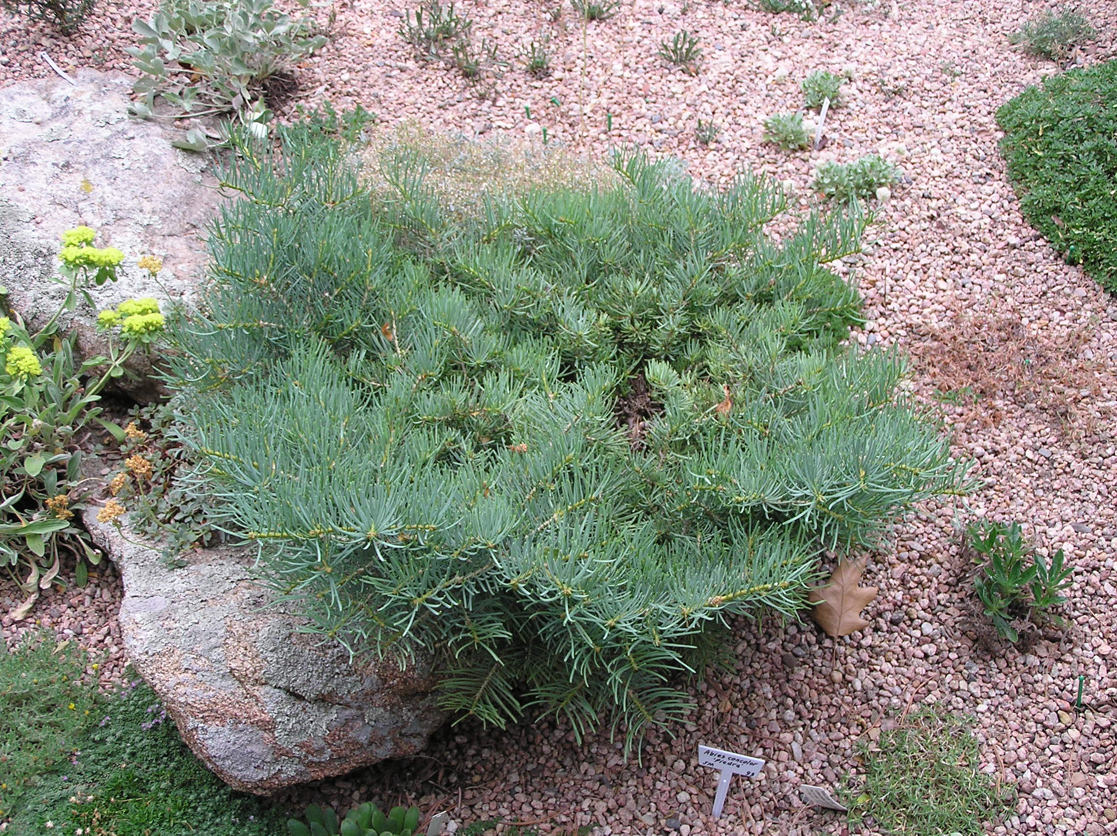 Abies concolor 