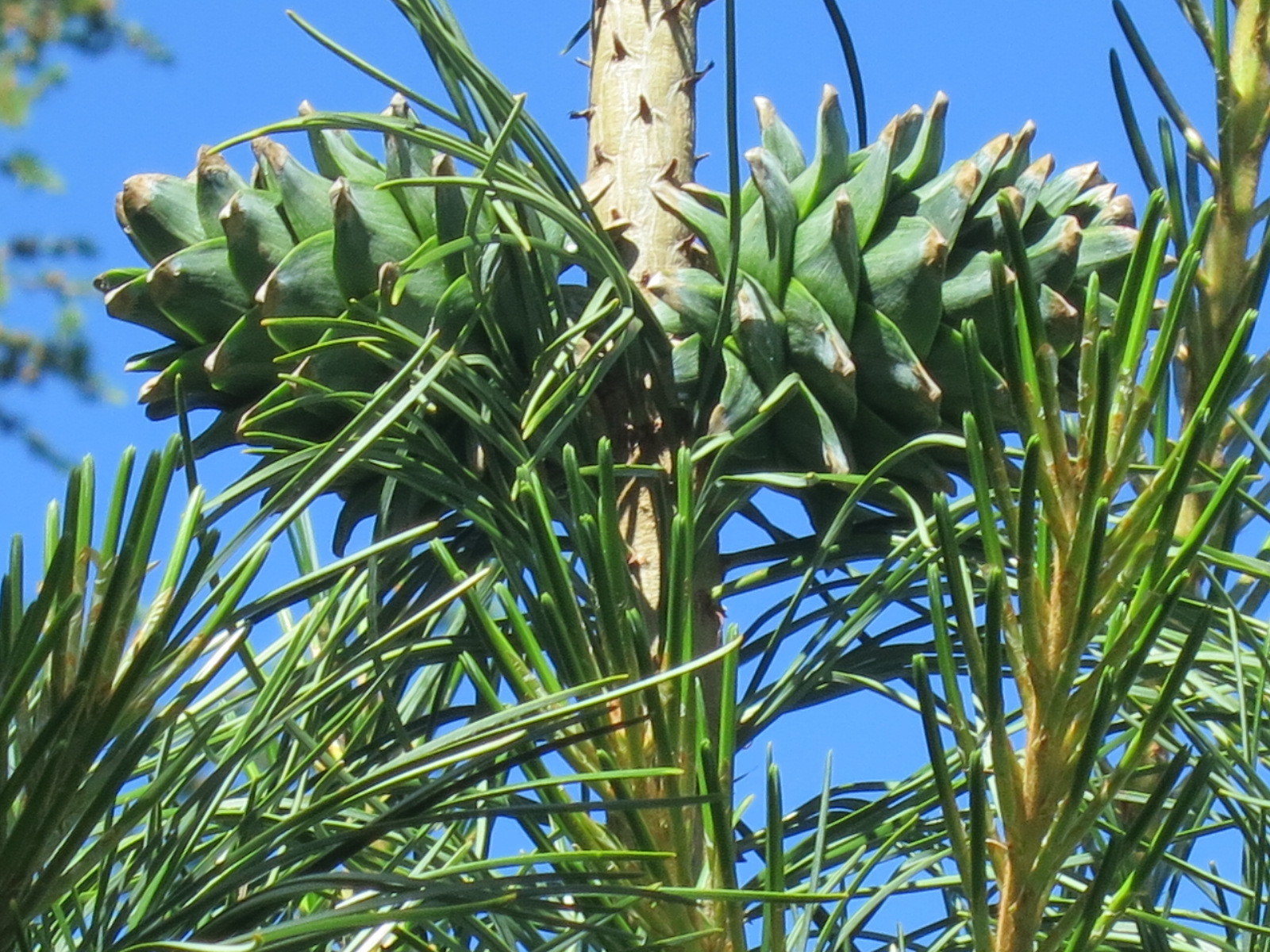 Pinus koraiensis 