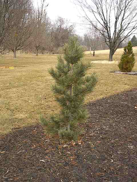 Pinus koraiensis 
