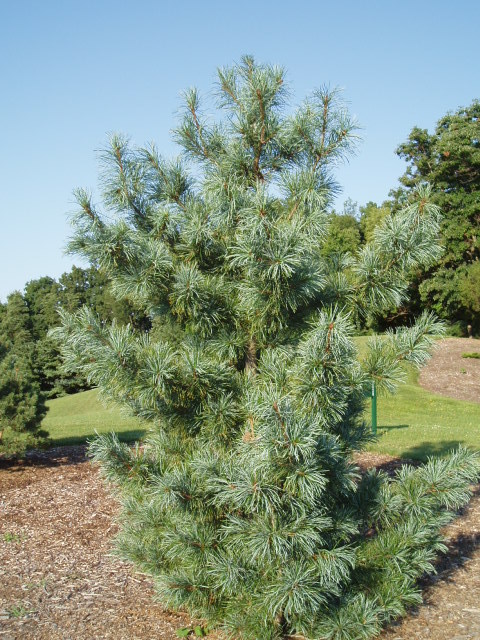 Pinus koraiensis 