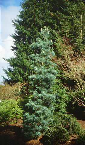 Pinus koraiensis 