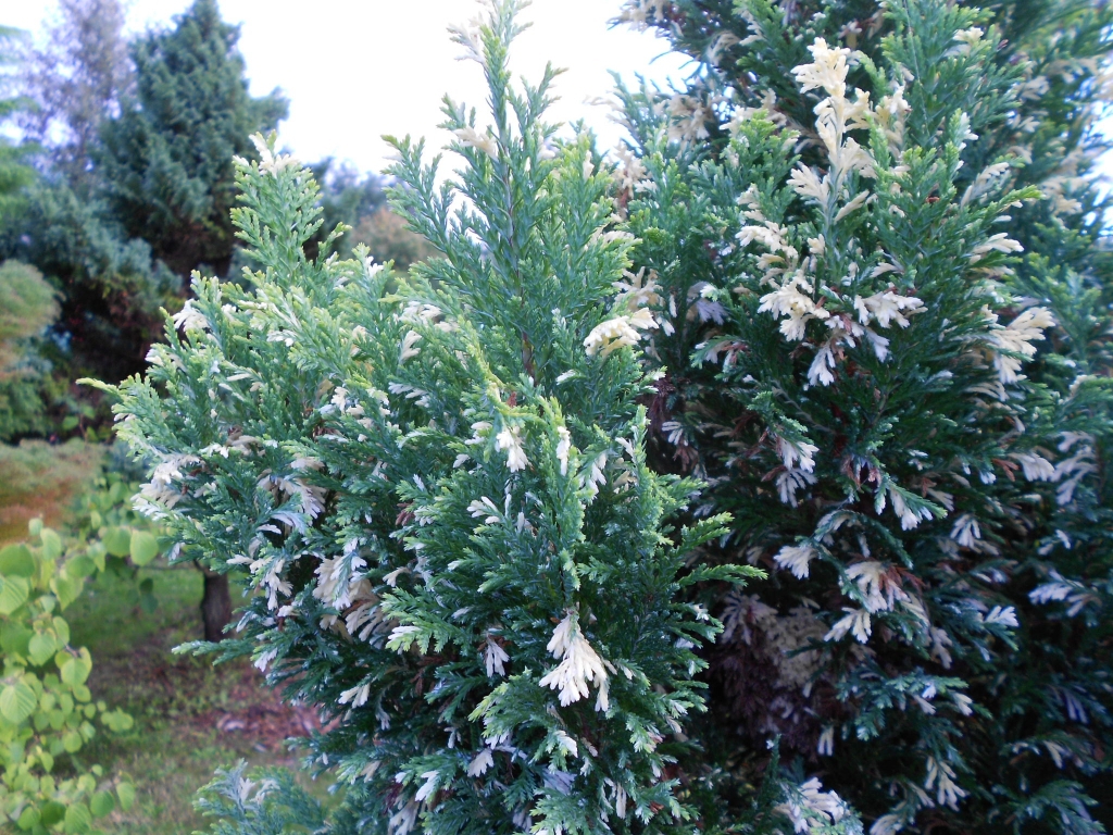 Chamaecyparis lawsoniana 