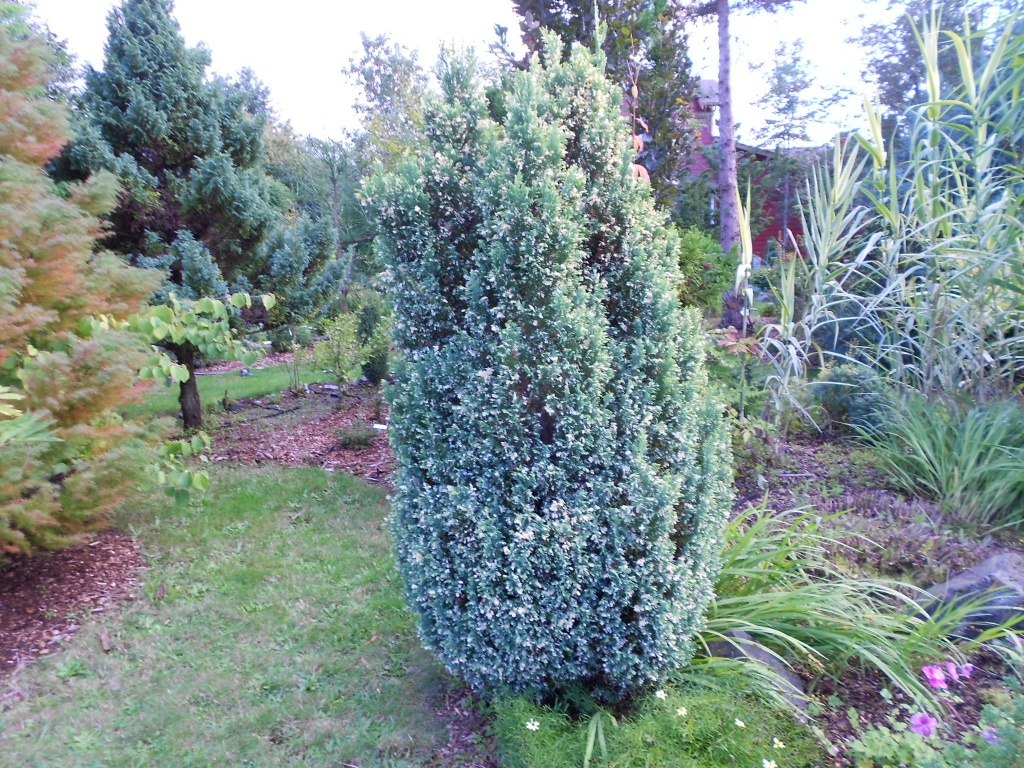 Chamaecyparis lawsoniana 