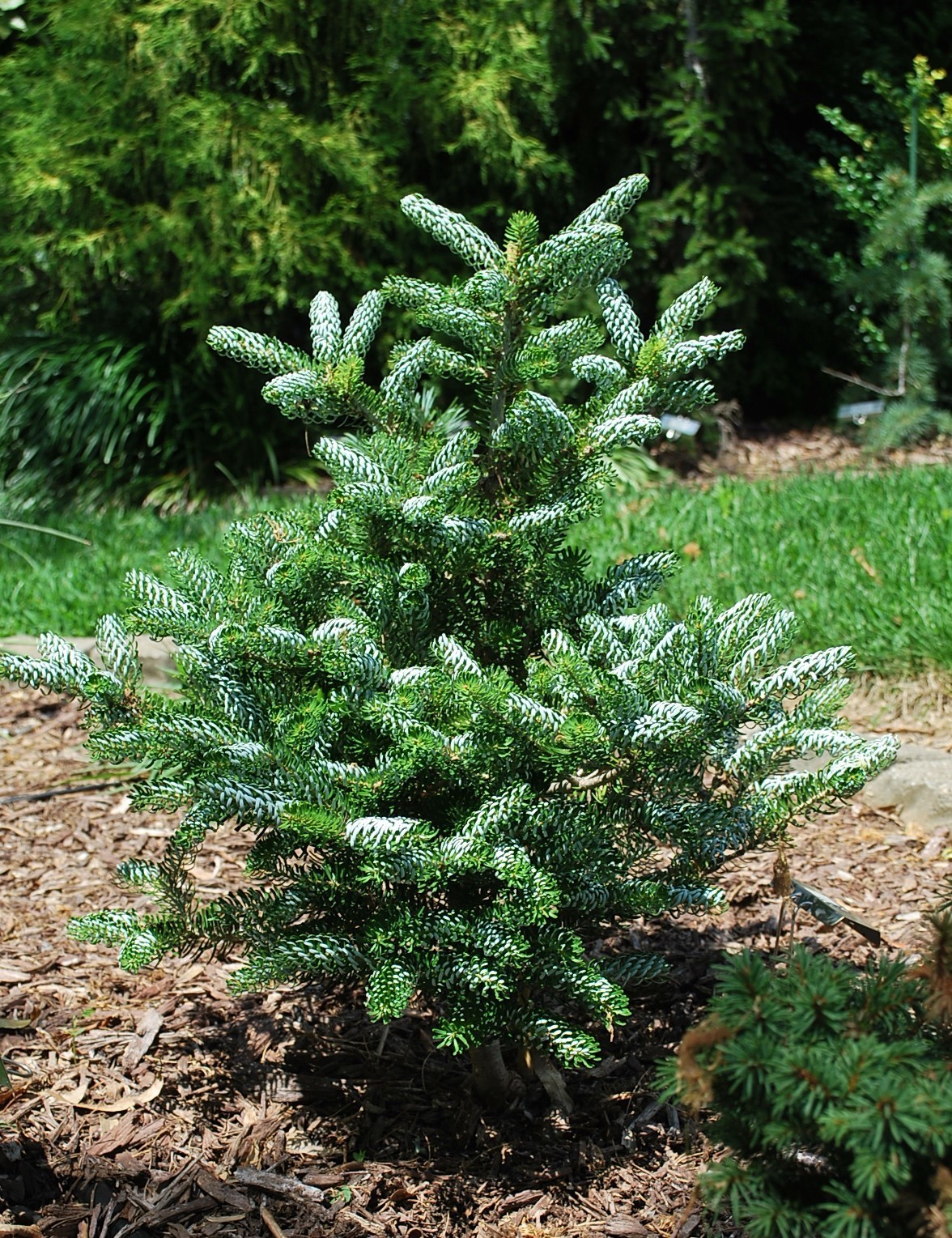 Abies koreana 
