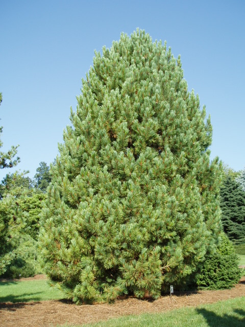 Pinus cembra 