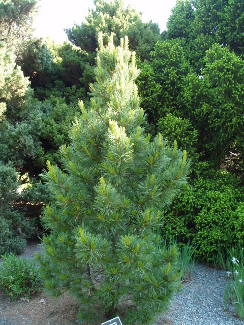 Pinus cembra 