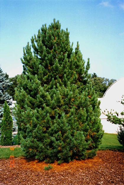 Pinus cembra 