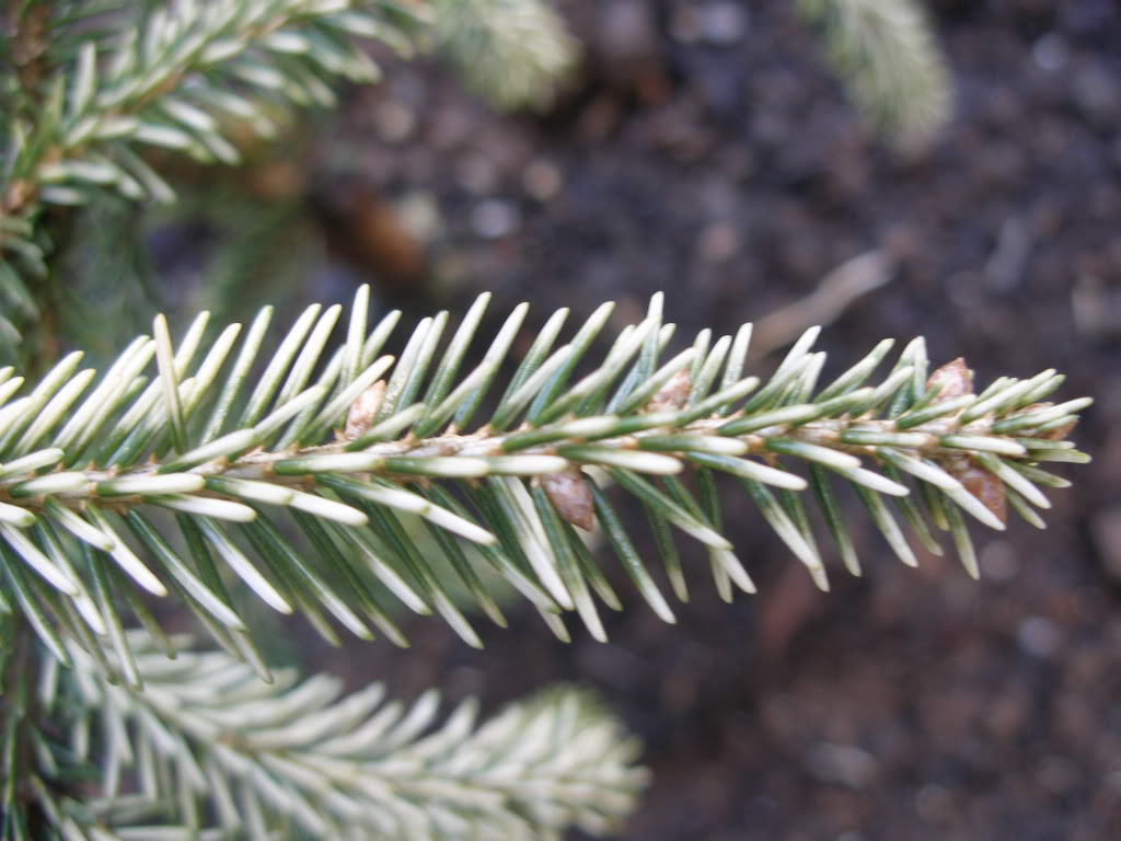 Picea orientalis 