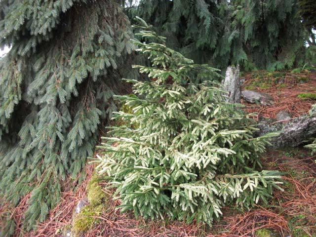 Picea orientalis 