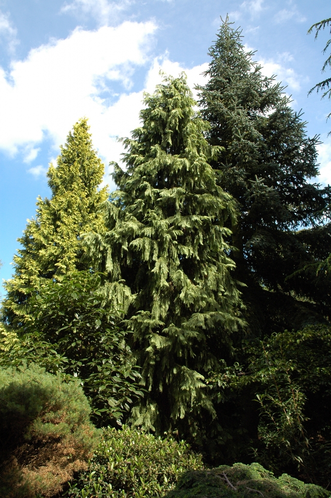 Chamaecyparis lawsoniana 