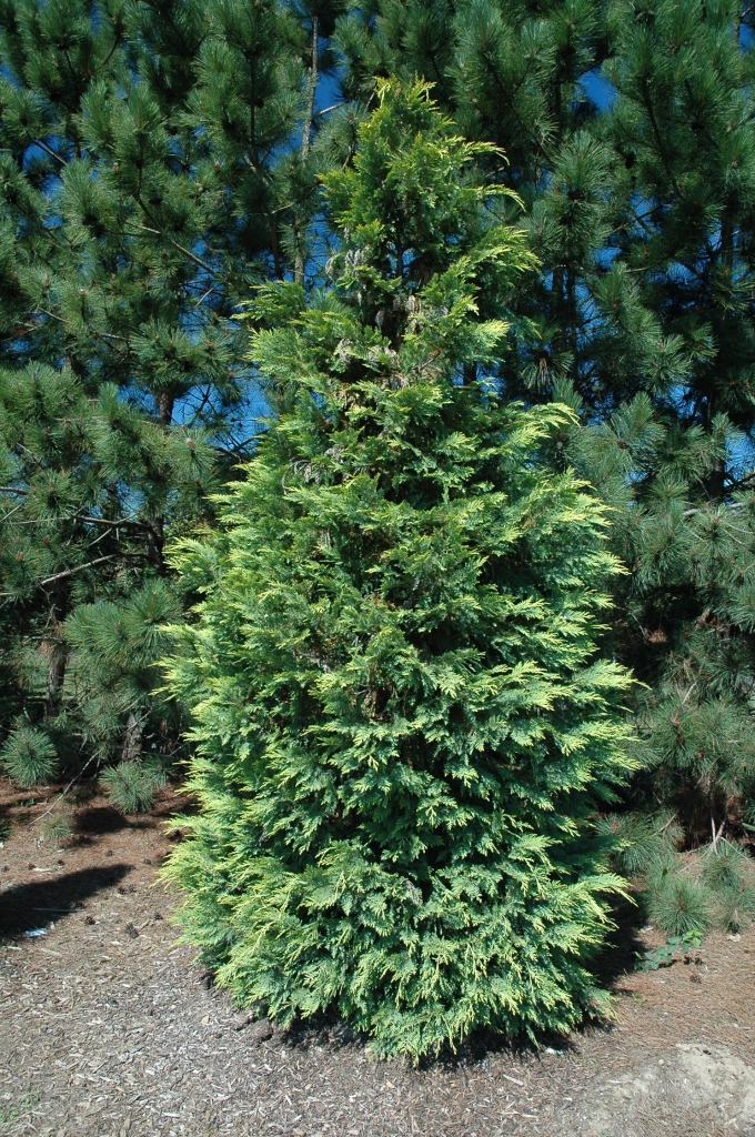 Chamaecyparis lawsoniana 
