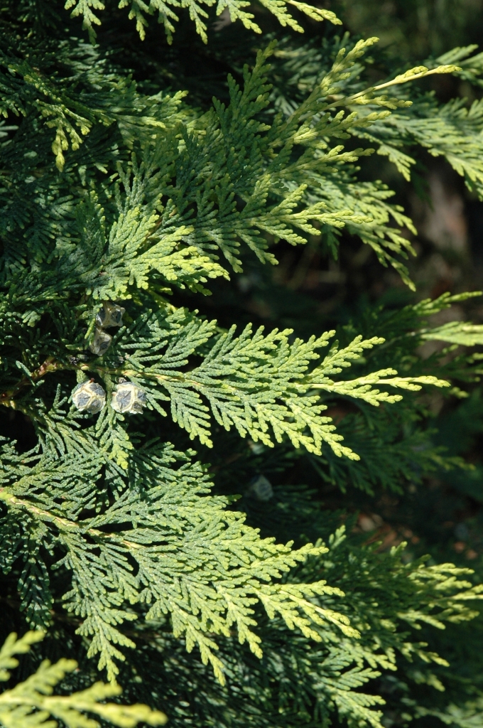 Chamaecyparis lawsoniana 