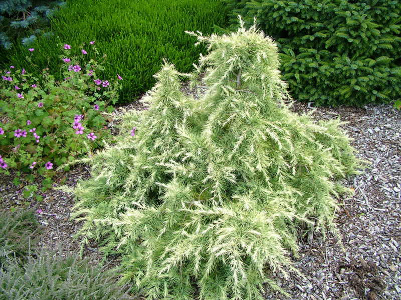Cedrus deodara 