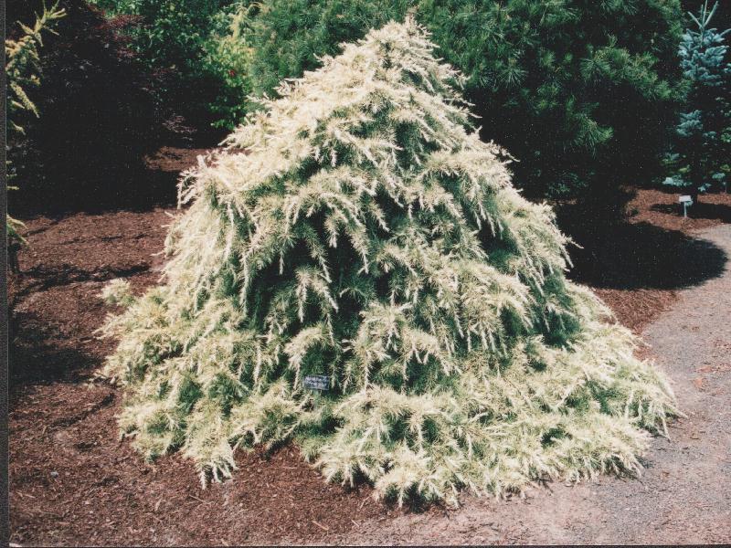 Cedrus deodara 