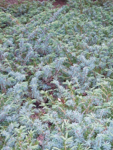 Juniperus conferta 