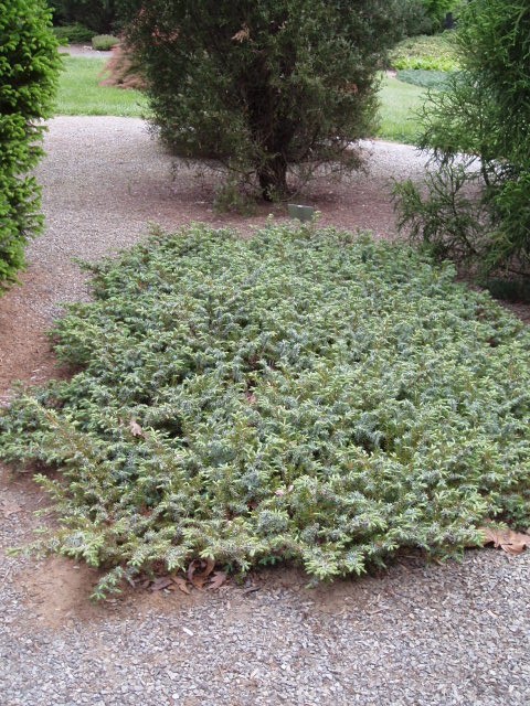 Juniperus conferta 