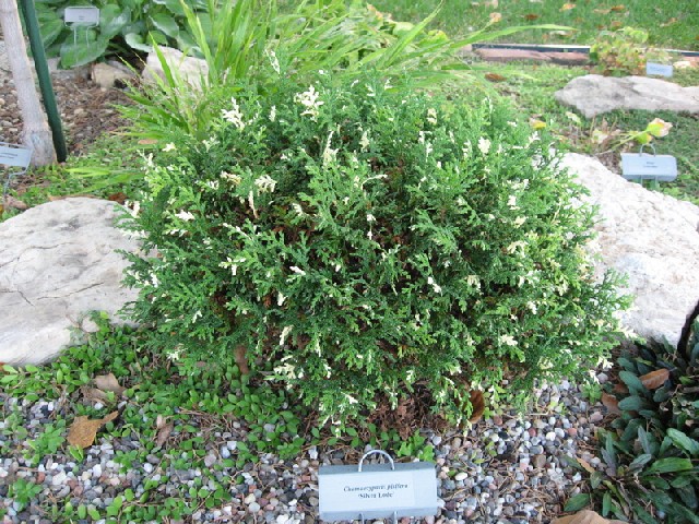 Chamaecyparis pisifera 