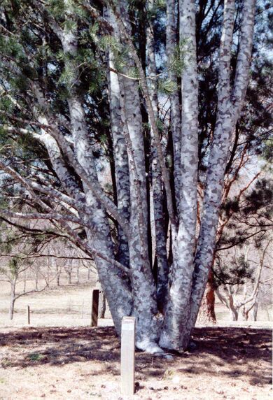 Pinus bungeana 