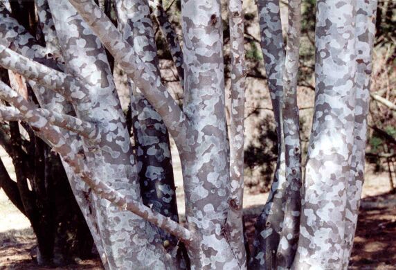 Pinus bungeana 