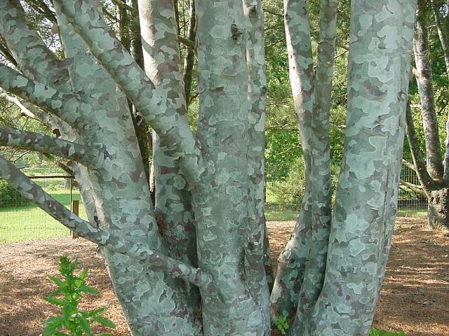 Pinus bungeana 