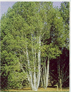 Pinus bungeana 