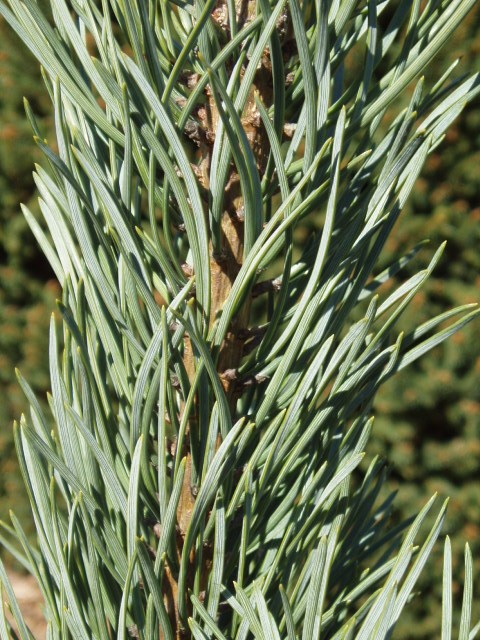 Pinus sylvestris 