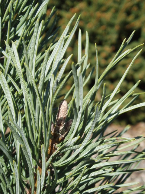 Pinus sylvestris 