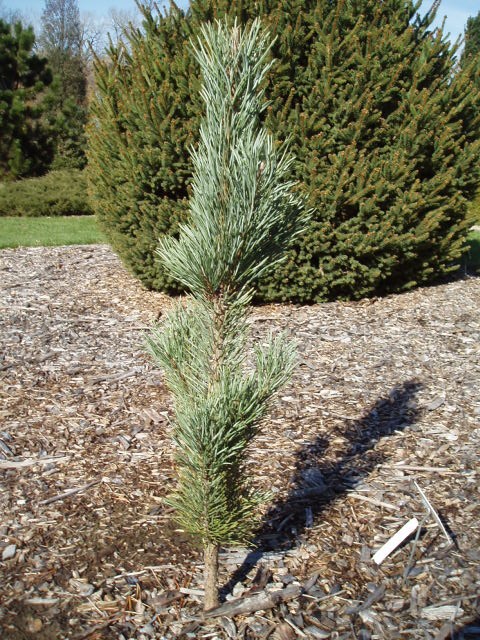 Pinus sylvestris 